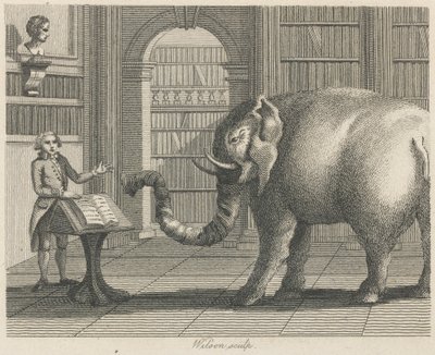 The Elephant and the Bookseller by Wilson