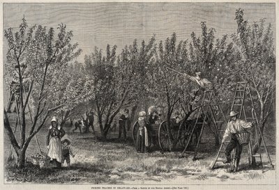 Picking Peaches in Delaware by Winslow Homer