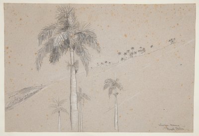 Royal Palm, Cuba by Winslow Homer