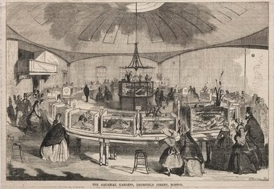 The Aquarial Gardens, Bromfield Street, Boston by Winslow Homer