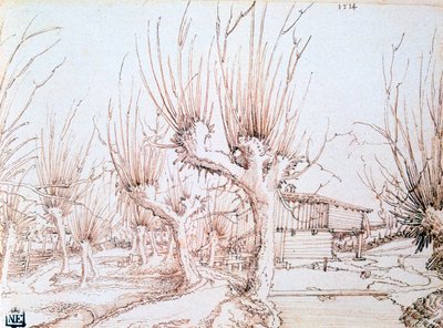 Willow Plantation by Wolf Huber