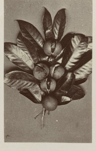 Nutmeg by Woodbury and Page
