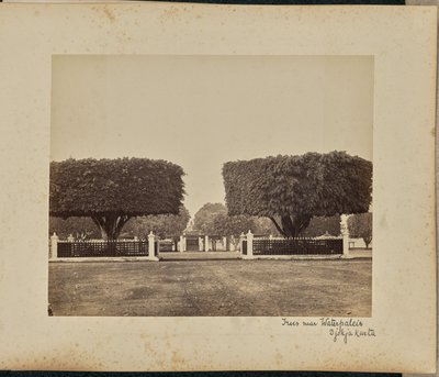 Trees Near Water Palace, Yogyakarta by Woodbury and Page