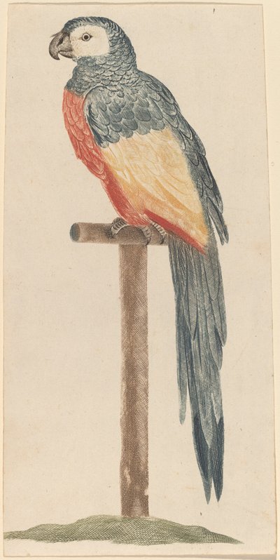 Parrot by Workshop of Johann Teyler
