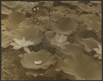 Lotus by Yasuo Kuniyoshi
