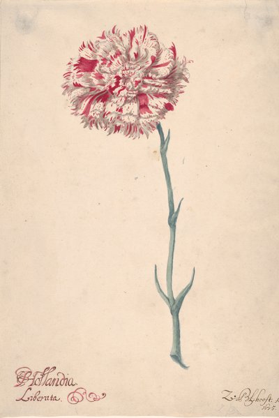 A Carnation, 1675 by Zacharias Blijhooft