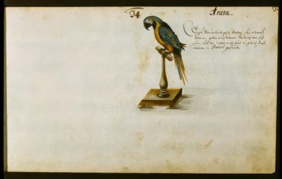 Parrot by Zacharias Wagner