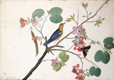 Orange-headed Ground Thrush, 1778 by Zayn al Din