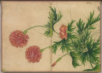 Desk Album: Flower and Bird Paintings (Peony) by Zhang Ruoai