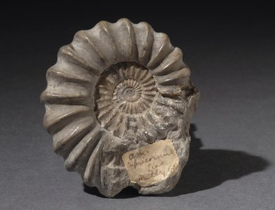 Ammonite Fossil, Approximately 185 Million Years Old by Hippolyte Lalaise Devéria