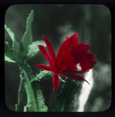 Cactus by Frederick (attr. to) Barnard