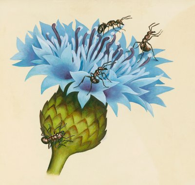 Centaurea flower with aggressive ants, drawing by William Walcutt