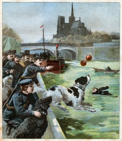 Rescue Dog by John Pardon