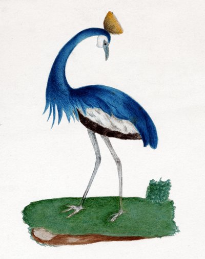 Crested Heron by . .
