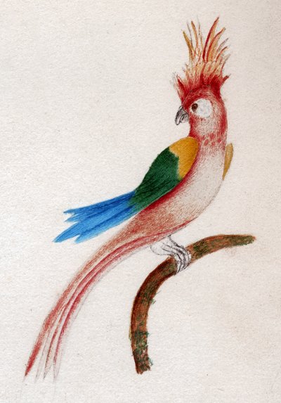 Crested Parakeet by . .