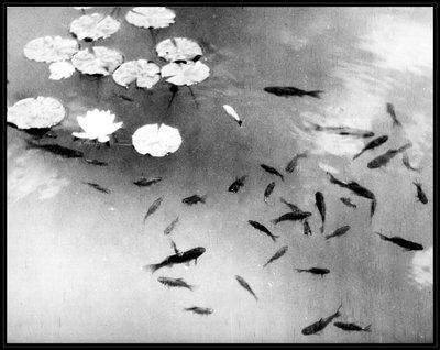 Fish and Water Lilies, Alhambra Palace, Granada, Spain by . .