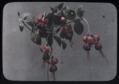 Fuchsia by Frederick (attr. to) Barnard