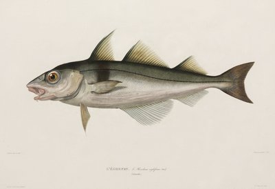 Haddock, Iceland, early 19th century by John Pardon