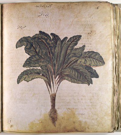 Herbals Lettuce by Ferdinand Georg Waldmuller
