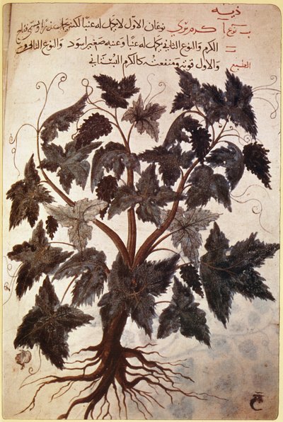 Herbals Vine by Ferdinand Georg Waldmuller
