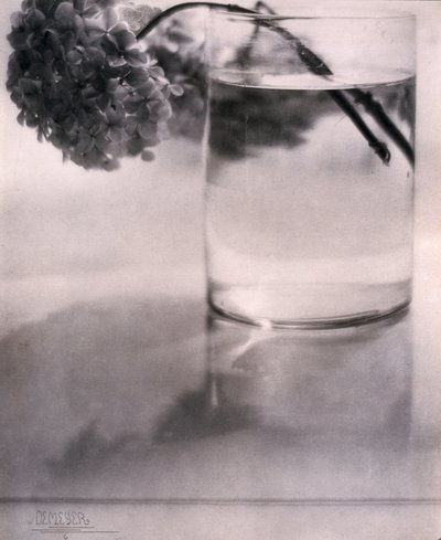 Hydrangea by John Pardon