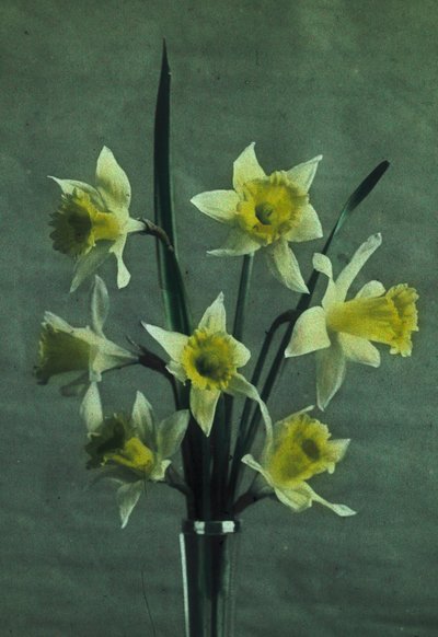 Daffodil - Golden Spur by Frederick (attr. to) Barnard