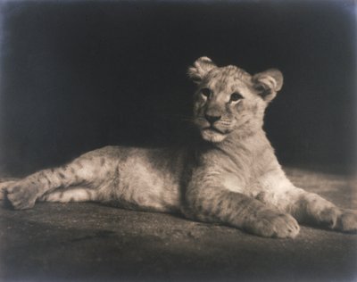Lion cub by John Pardon