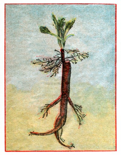 Mandragora by . .