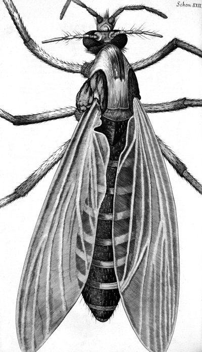 Microscopy by Frederick (attr. to) Barnard