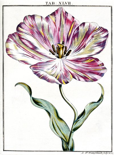 Microscopy by Frederick (attr. to) Barnard