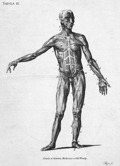 Human Muscular Structure by John Pardon