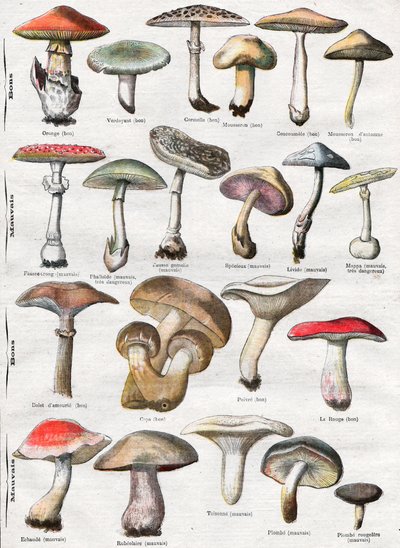 Mushrooms by . .