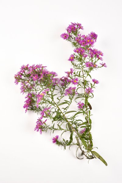 Pink Flowers of Michaelmas Daisy by . .