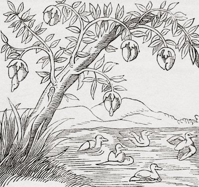 The Bird-tree by . .