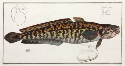 The Burbot by John Pardon