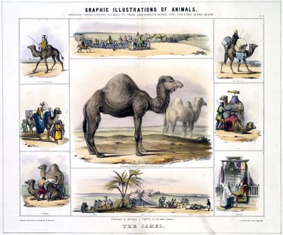 The Camel, c. 1845 by Frederick (attr. to) Barnard