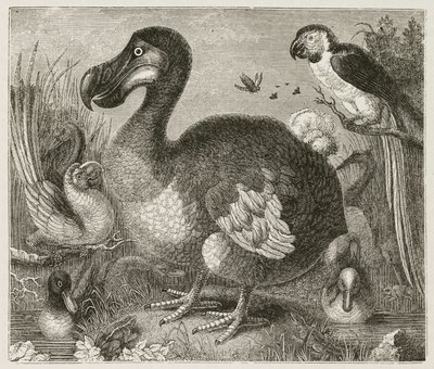 The Dodo by Ferdinand Georg Waldmuller