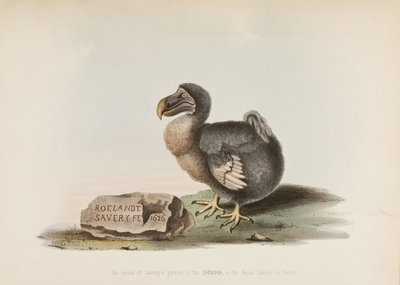 The Dodo by John Pardon