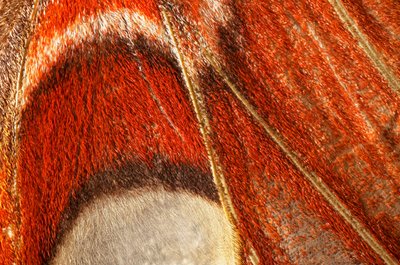 Butterfly Attacus Atlas (macrophotography) by John Pardon
