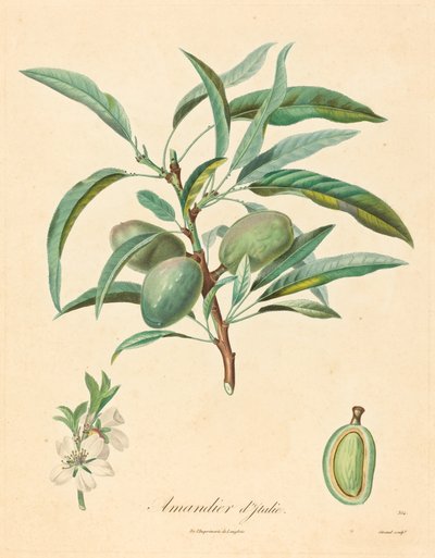 Italian Almond Tree by after A. Poiteau