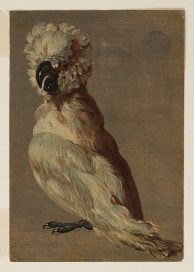 A White-Brown Cockatoo by after Frans Snyders
