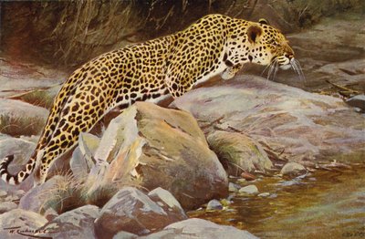 Leopard by after Wilhelm Kuhnert