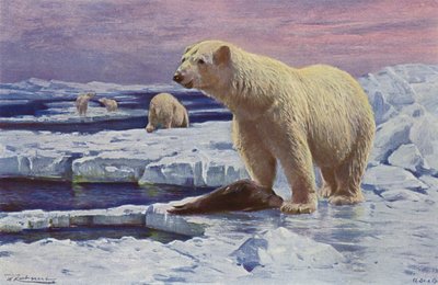 Polar Bear by after Wilhelm Kuhnert