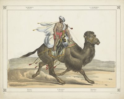 Dromedary, Arabian Post by firma Joseph Scholz