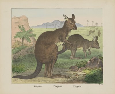 Kangaroo by firma Joseph Scholz