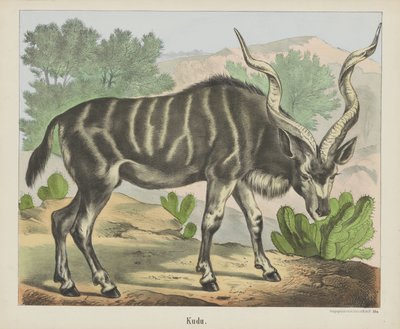 Kudu by firma Joseph Scholz
