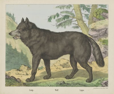 Wolf by firma Joseph Scholz