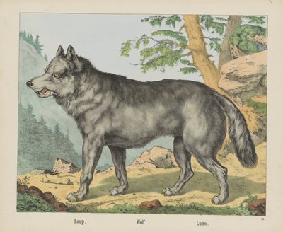 Wolf by firma Joseph Scholz