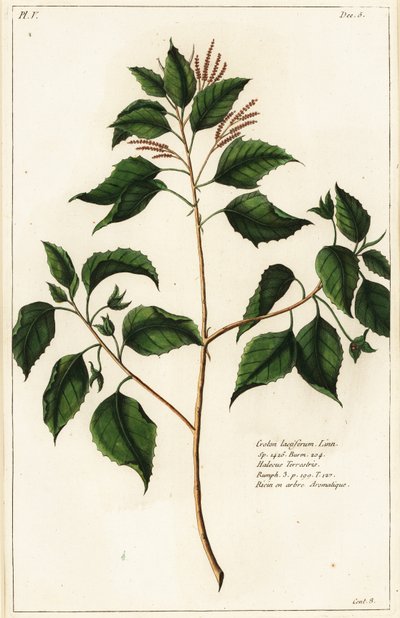 Candlenut, Croton laccifer by the Younger Dupin