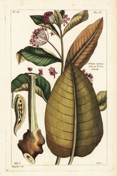 Common milkweed by the Younger Dupin